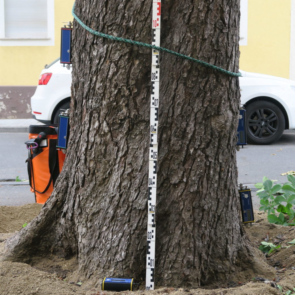 Eingehende Baumuntersuchung im Zugversuch