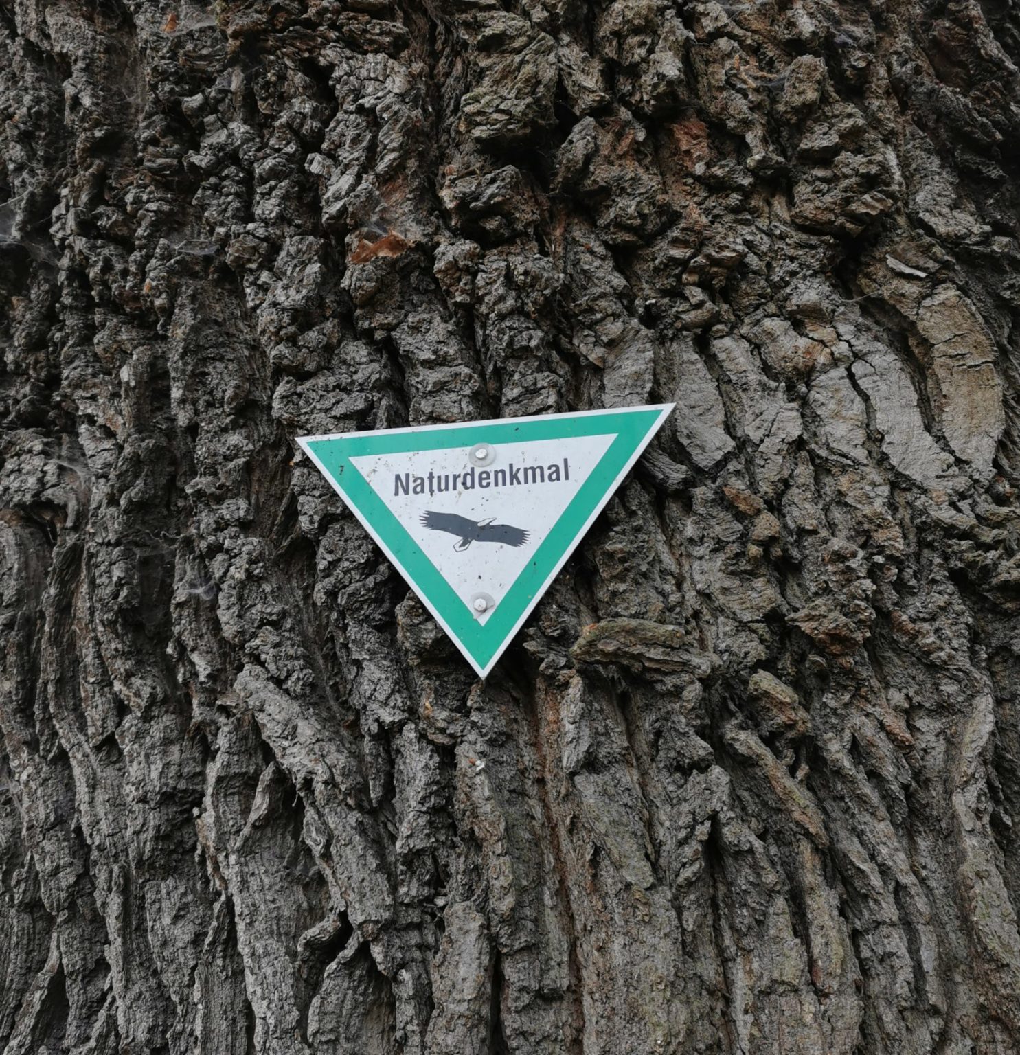 Naturdenkmal Urban Tree Consulting